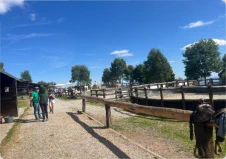 Paardrijden in Piatto